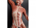 Tabletop Muscle Man - Anterior Thorax -KKNAPP 2015