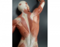 Tabletop Muscle Man - Posterior - KKNAPP 2015