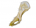 Canine Medial hip bone