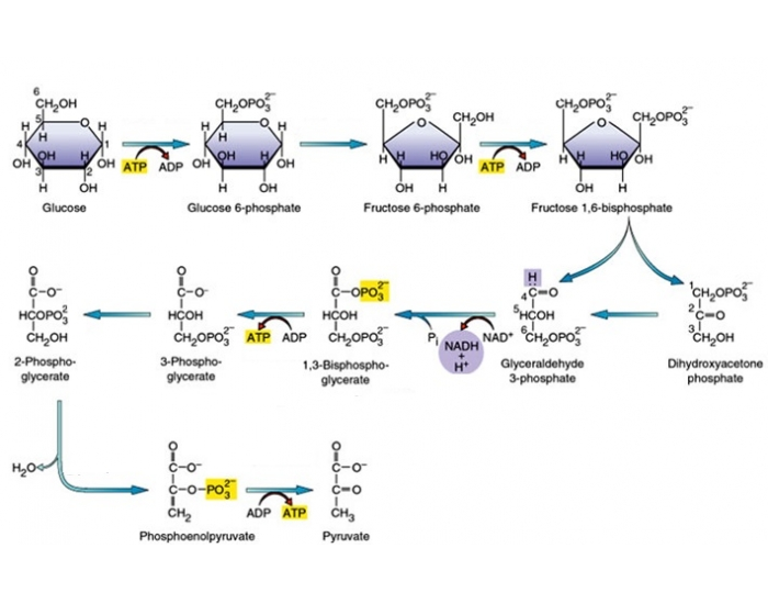 Identify the enzymes of glycolysis Quiz