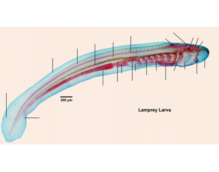 Ammocoete (Lamprey) Anatomy - Detailed Quiz