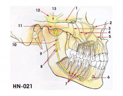 oralmaxillary nerves