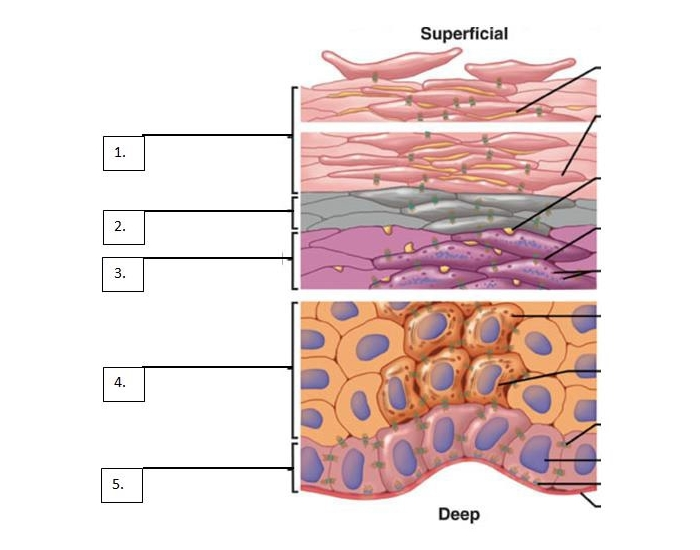 Integumentary System 2 Printable Worksheet