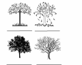 Seasons Using Trees 