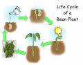 Plant Life Cycle - Image Match