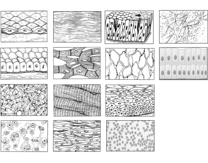 Tissue Types Coloring Tissue Types Sketch Quiz — Printable Worksheet