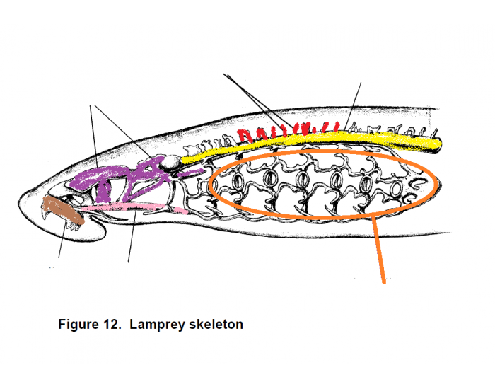 Lamprey skeleton Quiz