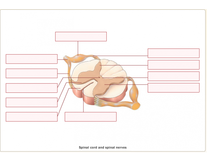 Spinal Cord And Spinal Nerves Quiz Spinal Cord And Spinal Nerves Quiz