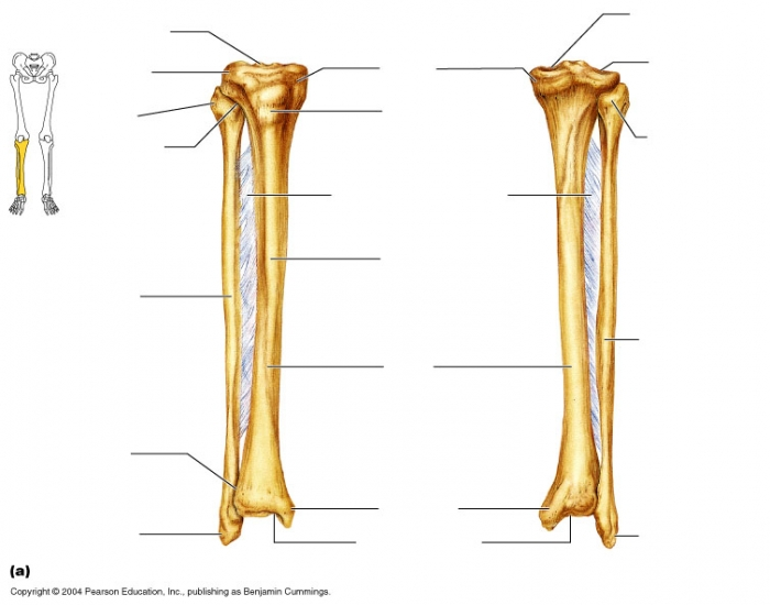Labling Tibia Tibia and Fibula Labeling Quiz WKU BIO 131