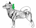 Major Muscles of a dog