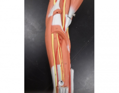 Anterior Muscle Forearm - deep - KKNAPP 2015