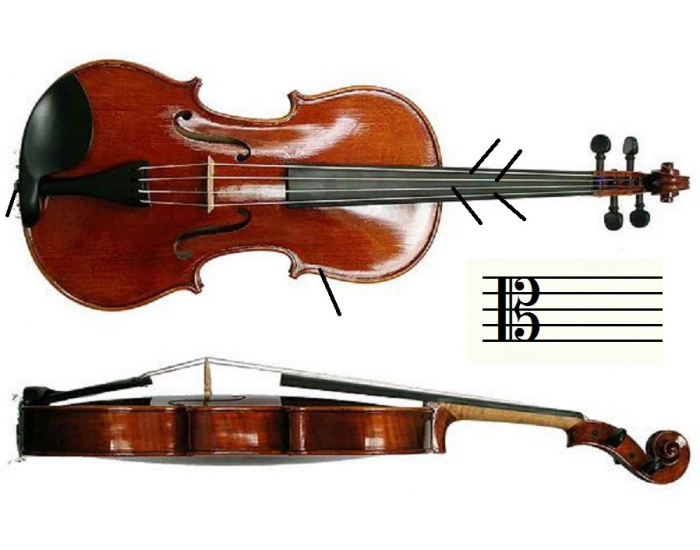 Viola Components Viola parts Quiz