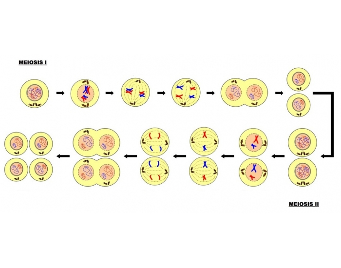 meiosis stages worksheet