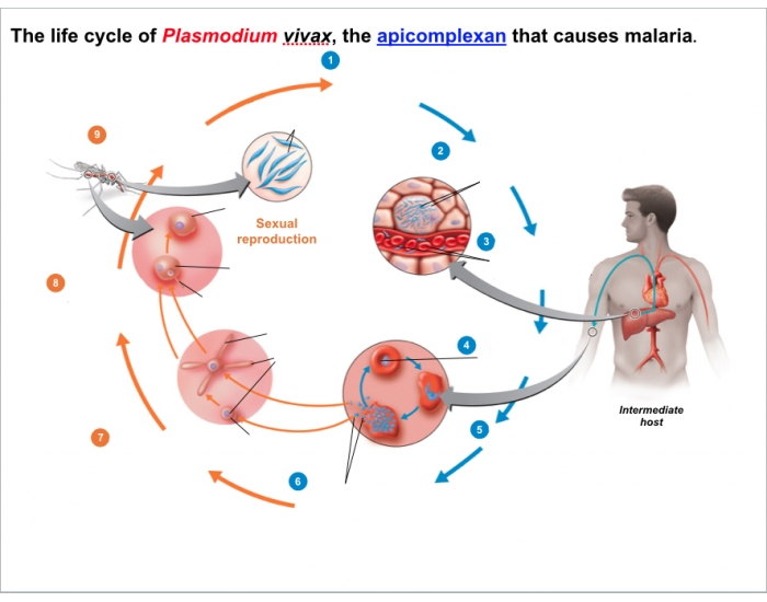 plasmodium malariae life cycle