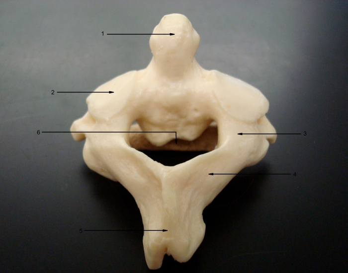 Anatomy of The Axis (C2) Quiz