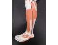Lower Lateral Muscle Leg - KKNAPP 2015