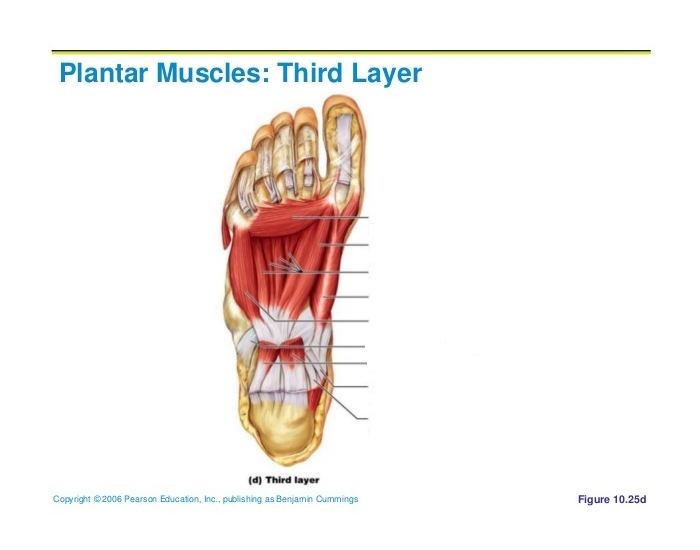 Third Layer of Muscles of the Foot Quiz