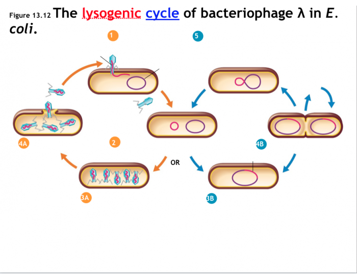 The lysogenic cycle of bacteriophage λ in E. coli — Printable Worksheet