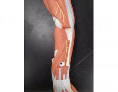 Deep Muscles of the Posterior Forearm - KKNAPP2015