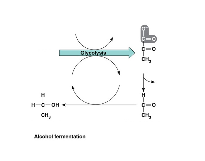 Fermentation Calculation Alcohol Fermentation Diagram