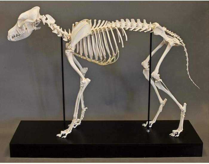 Bone Anatomy of the Dog Quiz