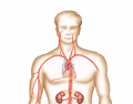 Luthy - Arteries of Torso