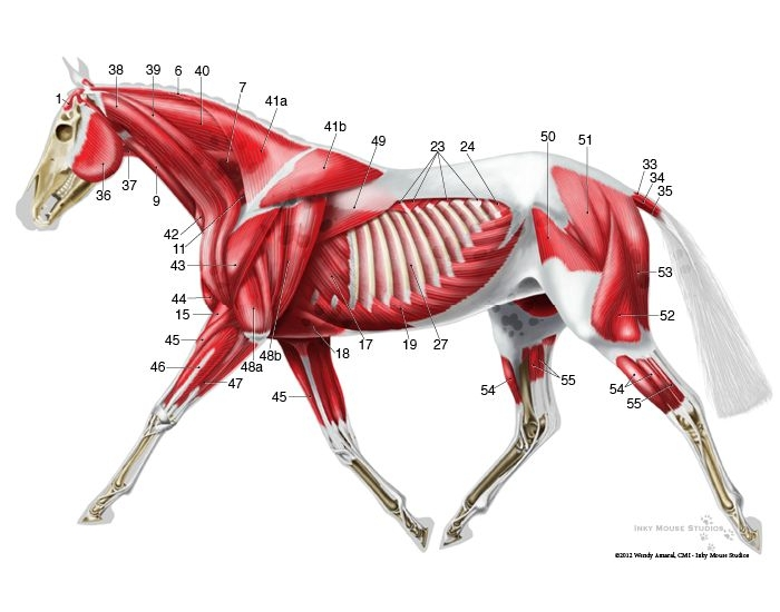 Horse Muscle anatomy 2 Quiz