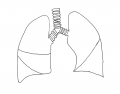 Dr. Troy's Basic Lung Drawing