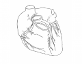 Dr. Troy's Anterior Surface of the Heart