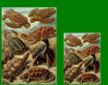 Haeckel's Turtles (Chelonia)