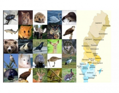 Sveriges Landskapsdjur (med bilder)