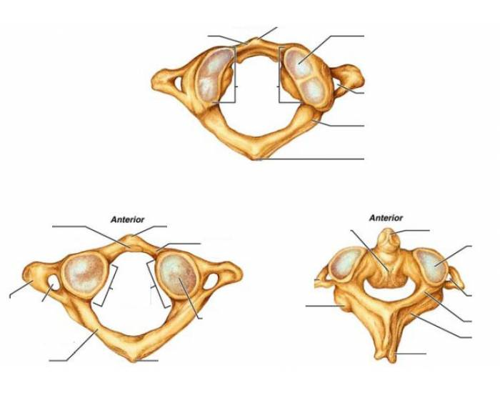cervical vertebrae blank diagram