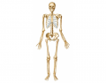 Skeleton, Anterior View