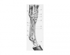 Horse Front Leg Tendons and Ligaments