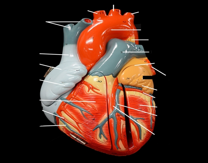 anterior view of heart model Quiz anterior view of heart model Quiz
