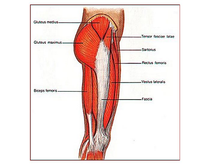 Lateral View of Upper Leg Muscles Quiz