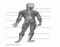 Posterior Muscles