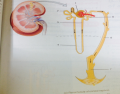 Renal Tubule of cortical nephron