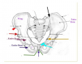 Anatomy of Pelvic Girdle