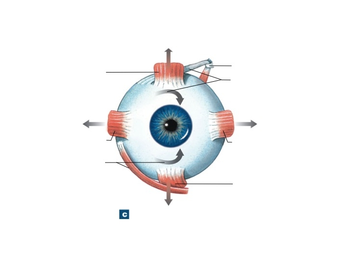 Anterior View Eye Muscles Quiz