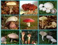 Commonplace Poisonous Mushrooms