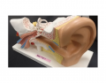 Ear Model - Overview - KKNAPP 2015