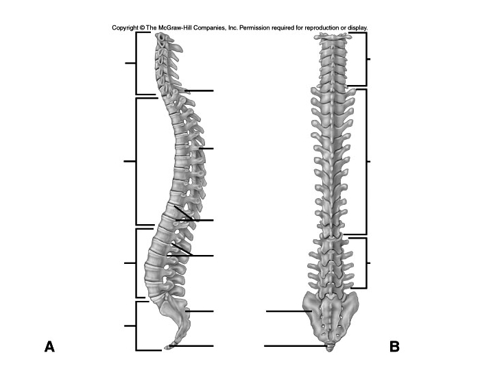 Spine Label Quiz