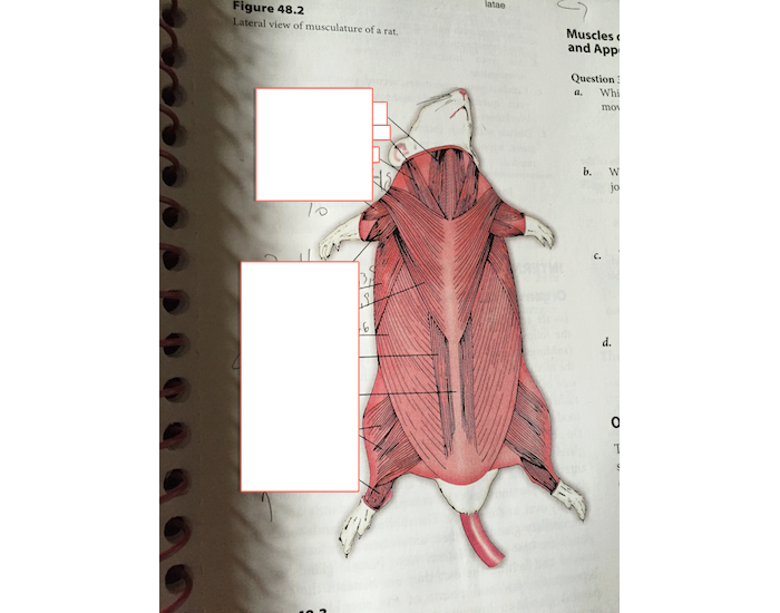Rat Muscles Rat Muscles 48.3 Quiz