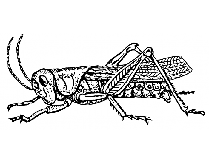 External Grasshopper Anatomy Quiz