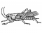 External Grasshopper Anatomy 