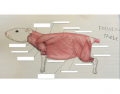 Rat Muscles - Lateral View 