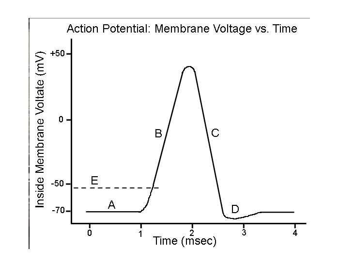 Simple Action Potential Graph Action potential nerve signal graph Quiz