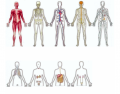 Body System Diagrams