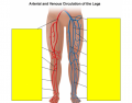 Circulation of the legs